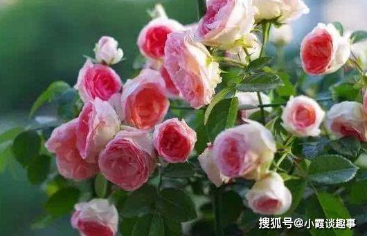 不如养盆珍稀玫瑰“可爱多”