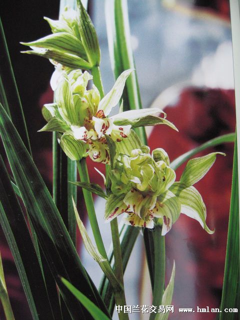 盖世牡丹 农产品的璀璨明珠