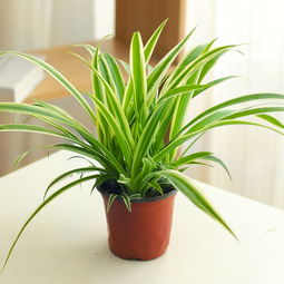 武汉大叶型绿箩 办公客厅的理想绿植，兼具净化与装饰功能