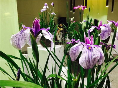 上海植物园 都市中的绿色瑰宝与农产品探秘