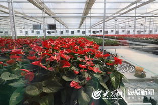 花开商河，农产飘香——第五届济南花卉园艺博览会暨第二届济南都市农产品博览会盛大开幕