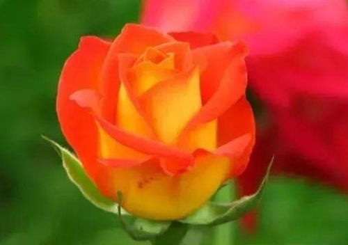 3种花期长达200天的旺运招财花，阳台养出小花园