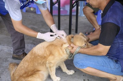 茶山秋季动物防疫全面启动 免费为犬猫及散养家禽注射疫苗，强化技术服务保障