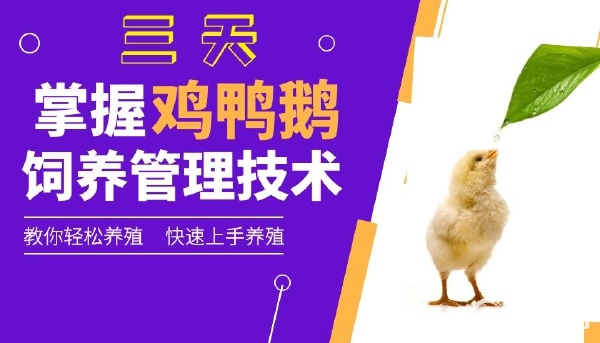 足不出户学习家禽养殖技术 育雏技术养殖课程
