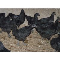 土鸡苗、黑鸡苗、麻鸡苗、野鸭苗、绿壳蛋鸡苗批发价格行情与养殖技术
