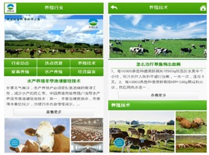 养殖行业APP横空问世，科技赋能开辟家禽致富新路径——新浪鸡西家禽技术服务引领行业变革