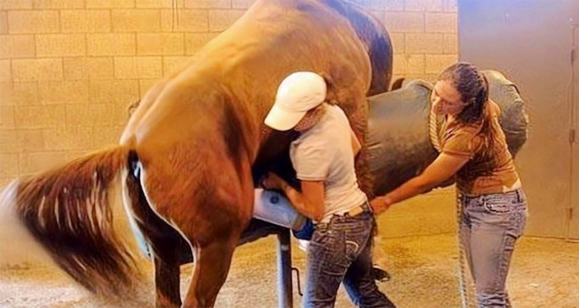 潍坊市坊子区 畜牧技术服务队深入一线，筑牢禽畜免疫屏障