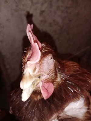 专业家禽养殖技术服务 助力产业升级与健康发展